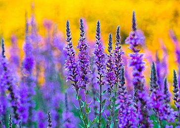 超过1300名动视暴雪员工要求CEO鲍比·科蒂克辞职